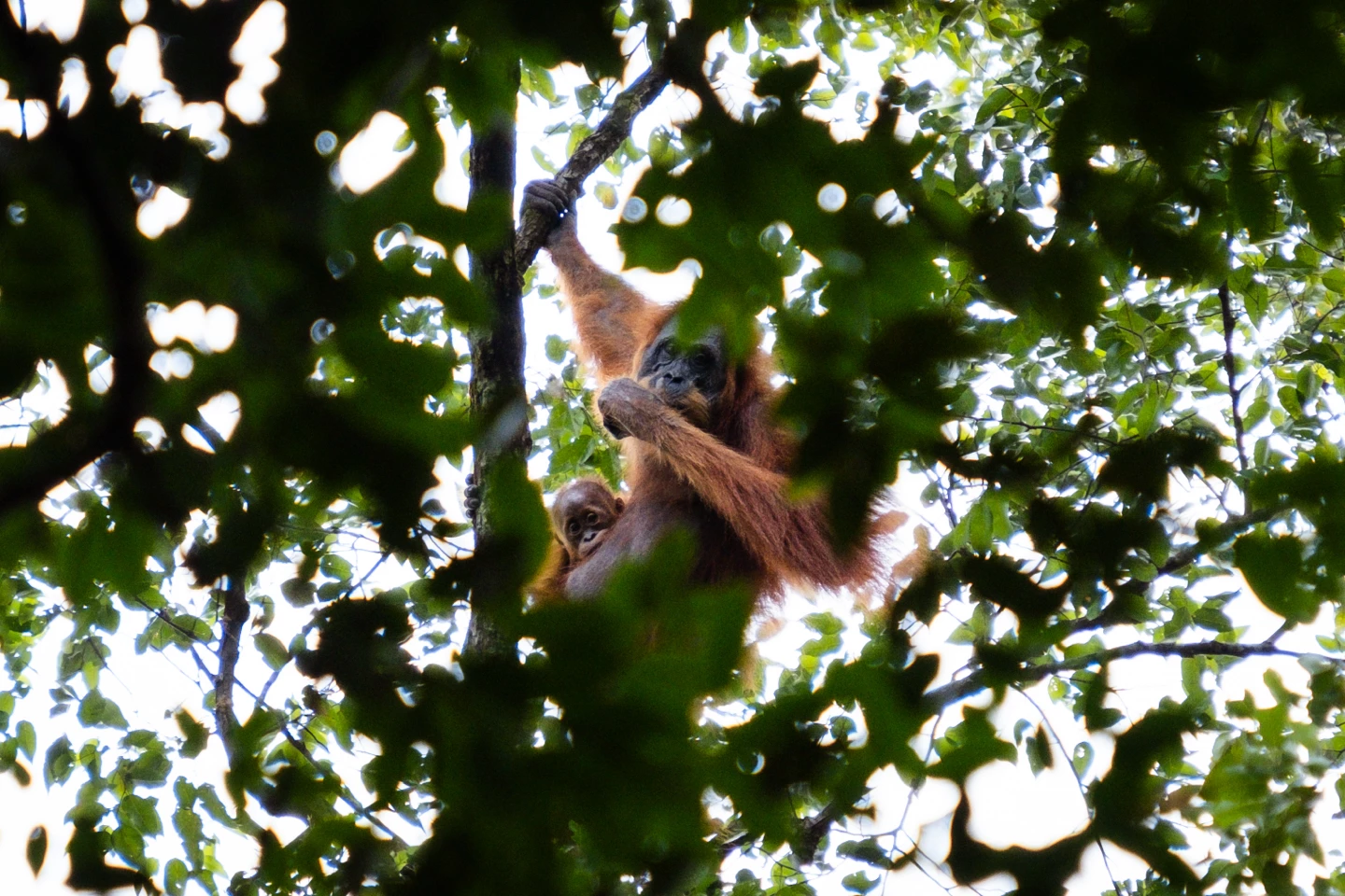 Bukit Lawang Jungle Trekking With The Sam's Bungalows