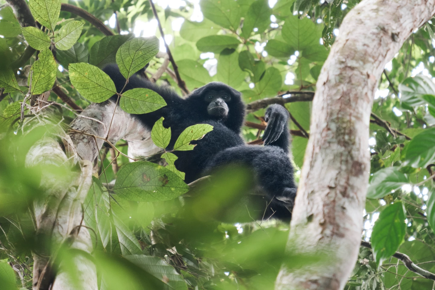 Bukit Lawang Jungle Trekking With The Sam's Bungalows