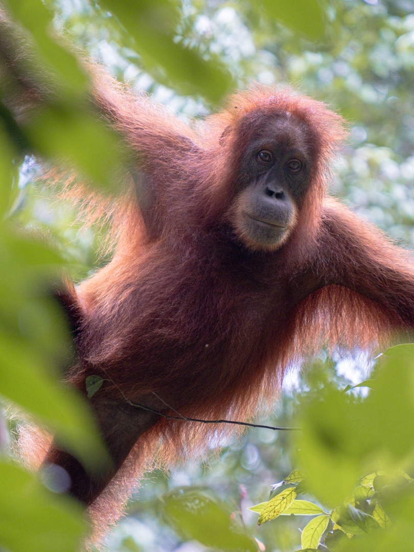 2 Day Trek Bukit Lawang