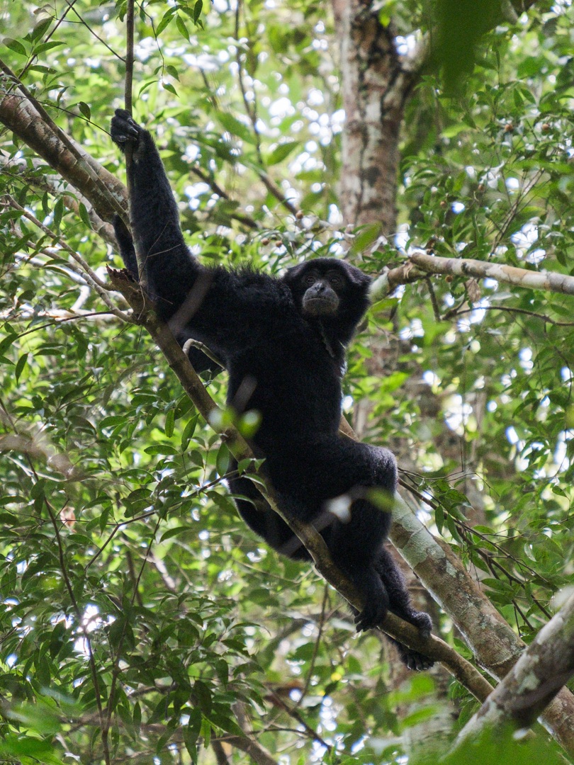 3 Day Trek Bukit Lawang