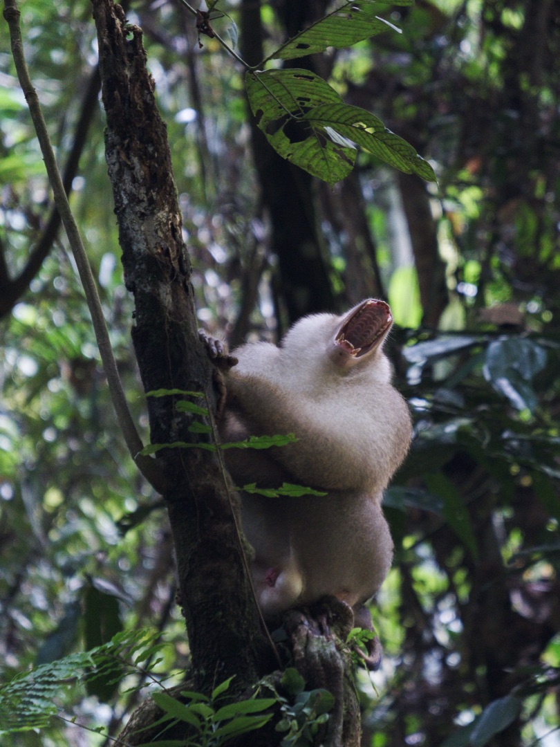 4 Day Trek Bukit Lawang