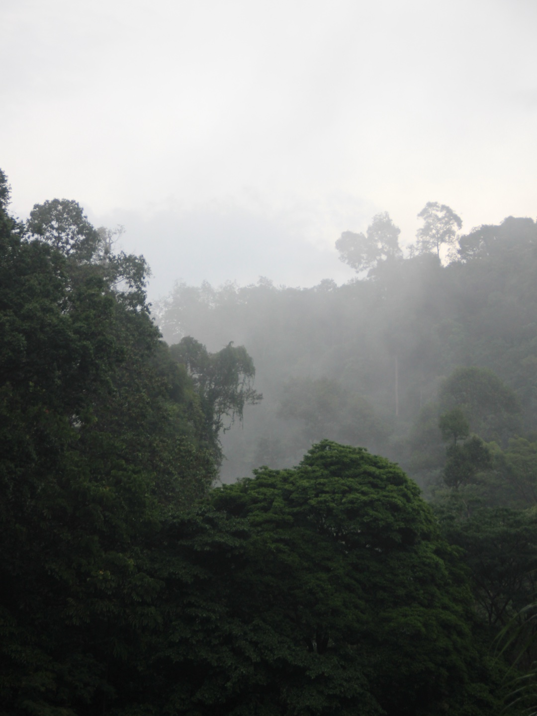 Our Jungle Trekking Bukit Lawang