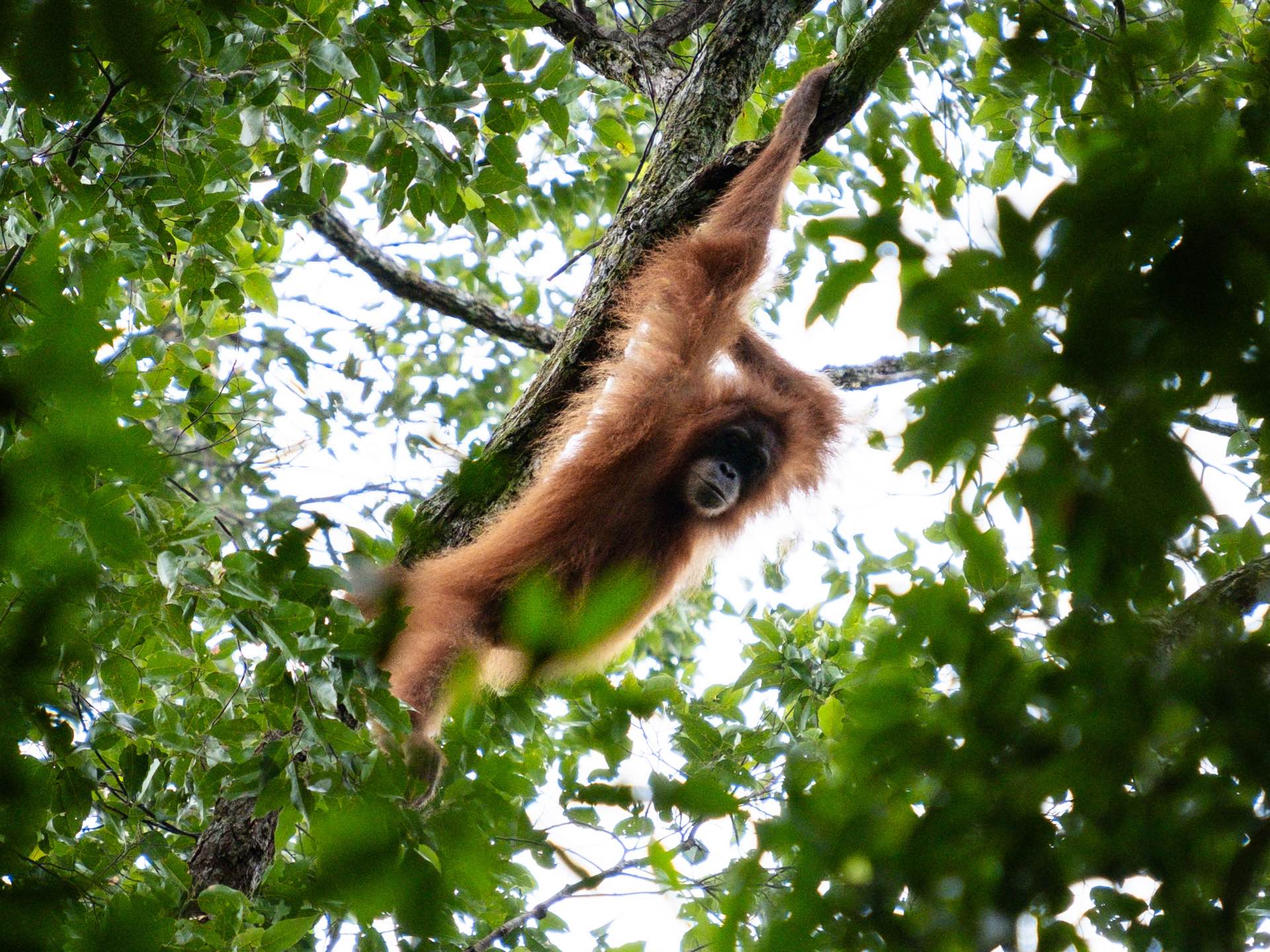 Sam's Jungle Treks Bukit Lawang